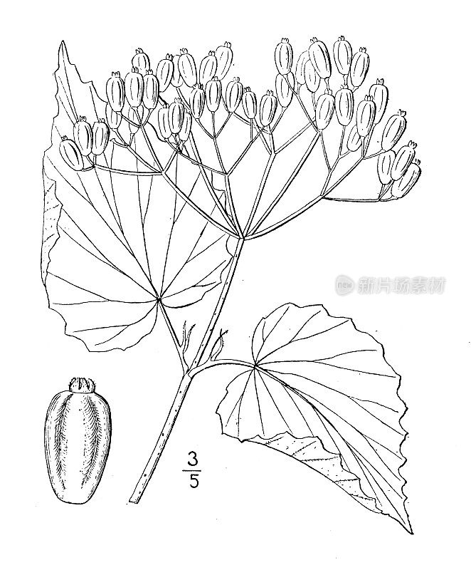 古植物学植物插图:Viburnum Demetrionis, Demetrio's Viburnum